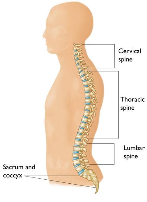 Cervical Radiculopathy (Pinched Nerve) - OrthoInfo - AAOS