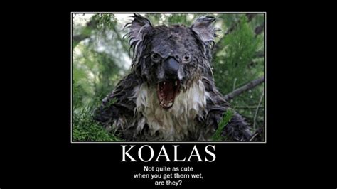 Scary Koala Meme