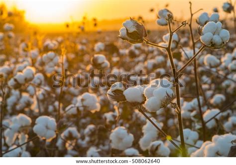 3,430 Cotton Field Sunset Stock Photos, Images & Photography | Shutterstock