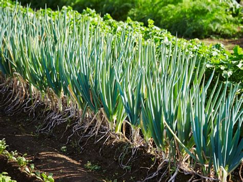 Scallion Plants: How To Grow Scallions | Gardening Know How