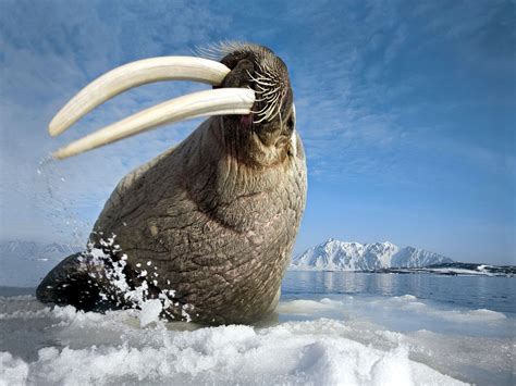 Arctic Ocean Animals Facts | Wallpaper Site