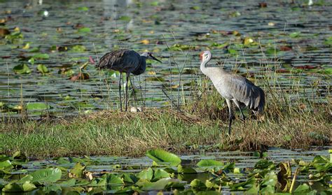 Sandhill Cranes With Eggs Photograph by Aimee L Maher ALM GALLERY - Fine Art America