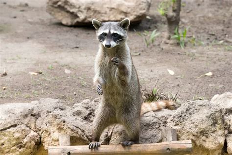 Raccoon in natural habitat — Stock Photo © Pakhnyushchyy #131681458