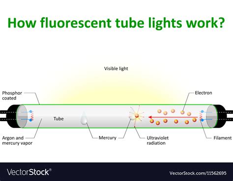 How fluorescent tube lights work Royalty Free Vector Image