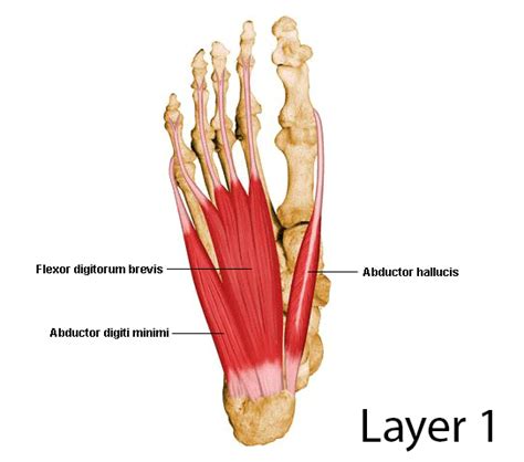 Layers of the Plantar Foot - Foot & Ankle - Orthobullets