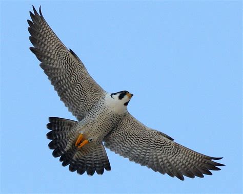 Falcon Images: Falcon Flying Falcon Bird Of Prey