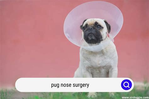 How To Know If Your Pug Needs Nose Surgery - SirDoggie.com