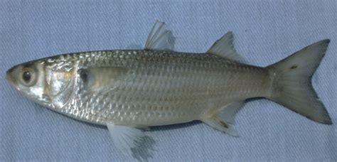 Mullet (Family Mugilidae) Diversity in North Carolina » NCFishes.com