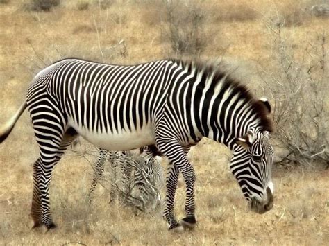 What Is the Predator of a Zebra