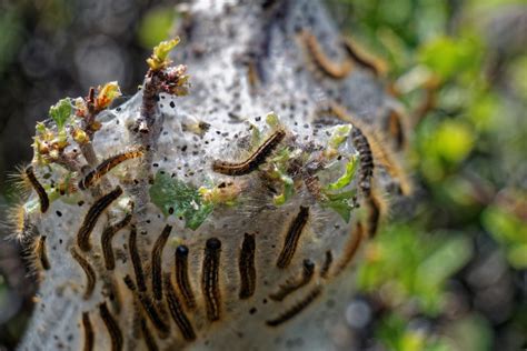 Knowing All About Gypsy Moth: Identification and Prevention