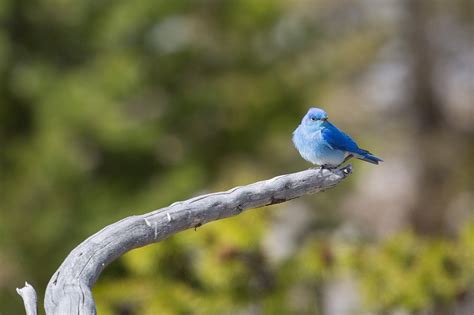 What is the State Bird of Nevada? - 10,000 Birds