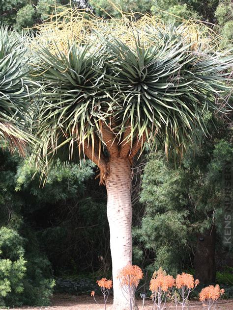 Mystic Dragons Blood Tree Dracaena Draco – Kens-Nursery