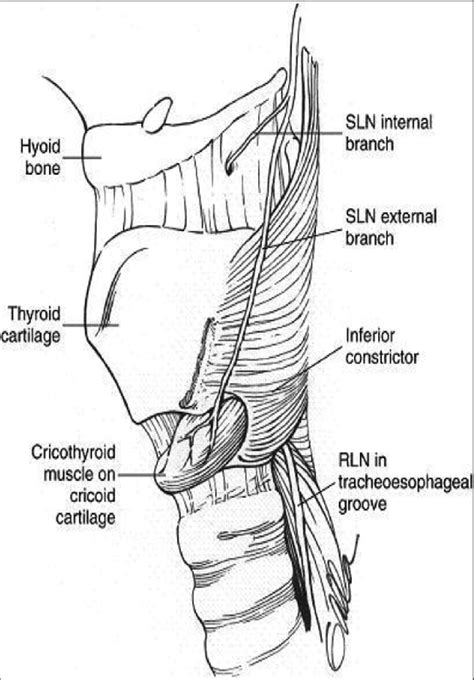 Course and branches of recurrent laryngeal nerves (RLN) and superior ...