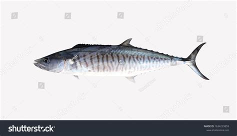 5,556 Pacific Mackerel Images, Stock Photos & Vectors | Shutterstock