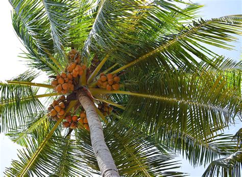 Coconut Tree Nature · Free photo on Pixabay