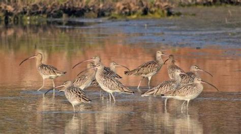 State to launch conservation plan for Eurasian Curlew - Rajahmundry ...