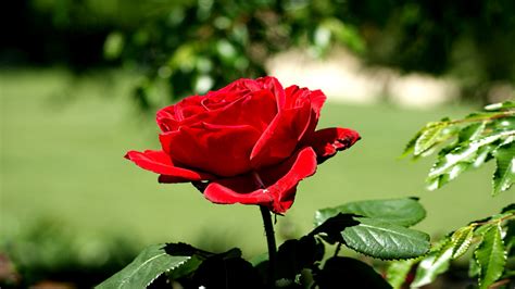 Download Nature Rose HD Wallpaper