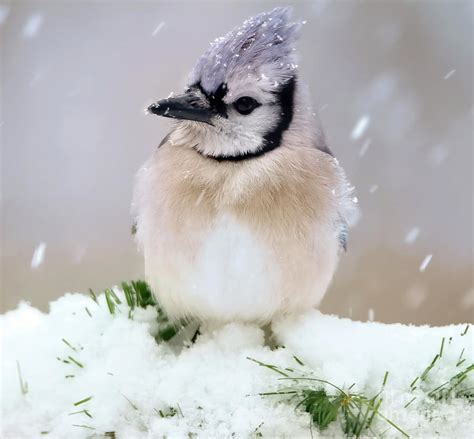 Winter Blue Jay Photograph by Tina LeCour | Fine Art America