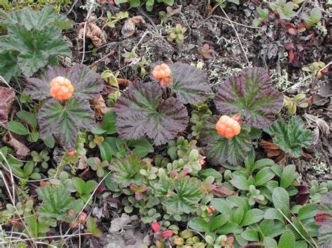 Cloudberry - PlantWatch