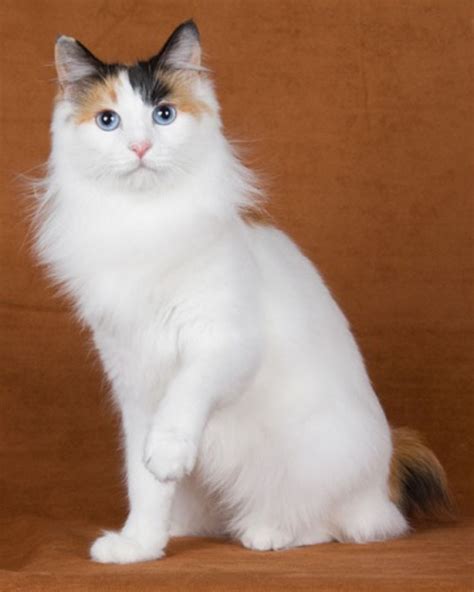 Life expectancy of Japanese Bobtail Cat - Annie Many