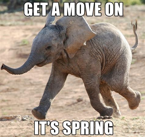 30 Most Funny Elephant Meme Pictures And Photos