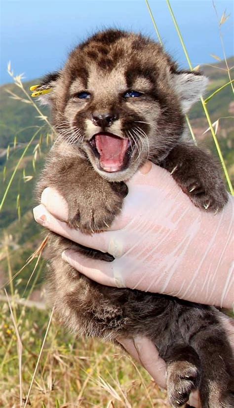 Three Cute Cubs Born to a Local Mountain Lion – NBC Los Angeles