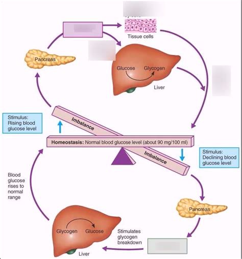 Blood sugar regulation Diagram | Quizlet