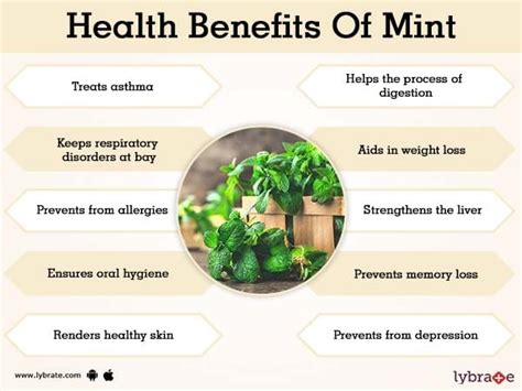 Nutritional Benefits Of Mint Leaves - Nutrition Pics