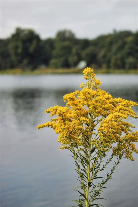 Goldenrod Flowers | Goldenrod flower, Goldenrod, Flowers