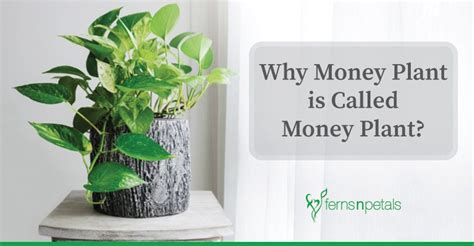 Why Money Plant is Called Money Plant? - Ferns N Petals