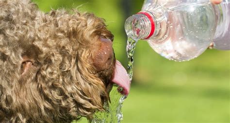 Vets Warn Pet Parents About Heatstroke as Temperatures Rise