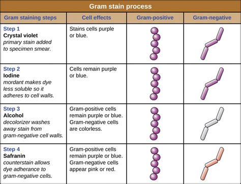 Capsule Stain Procedure