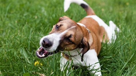 Why Is My Dog Licking And Eating Grass