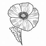 Poppy Flower coloring Page  Download Print Or Color Online For Free sketch template