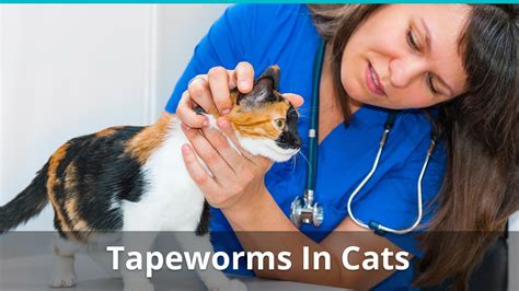 Tapeworms In Cats - Causes, Prevention, And How To Get Rid of Them