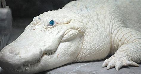 Leucism vs. albinism: What’s the difference? - FlipScience - Top Philippine science news and ...