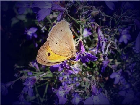 Butterfly meadow nature Free stock photos in JPEG (.jpg) 1330x998 format for free download 277.55KB