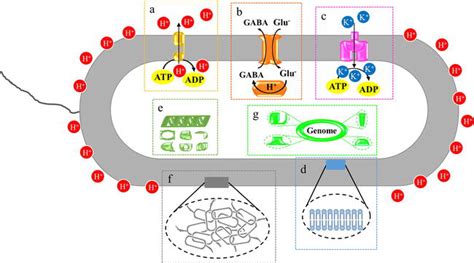 Thriving at Low pH: Adaptation Mechanisms of Acidophiles | IntechOpen