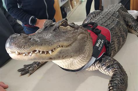 Emotional support alligator ‘WallyGator’ up for ‘America’s Favorite Pet’