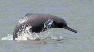 Ganges River Dolphin