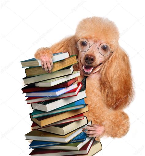 Dog behind a tall stack of books — Stock Photo © RasulovS #41692213