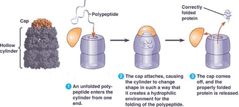 Quia - AP Chapter 17 - From Gene to Protein (detailed)