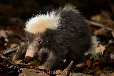 Sunda Stink-badger (Mydaus javanensis lucifer). Family Mephitidae Genus ...