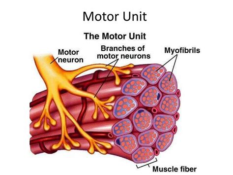 PPT - Muscular System PowerPoint Presentation, free download - ID:6955734