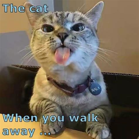 The cat When you walk away ... | Funny cat memes, Cats, Cat memes