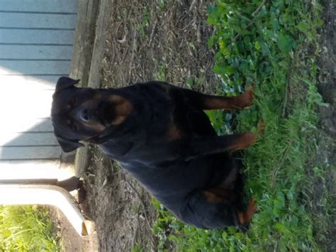 Rottweiler Puppies For Sale | Greenfield, IN #195363