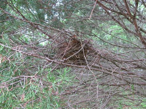 Blue Jay Barrens: Cardinal Nest