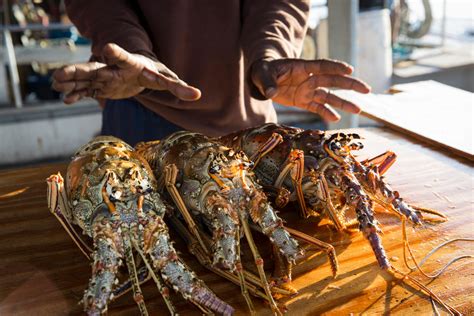 Spiny_Lobster | Tropic Seafood