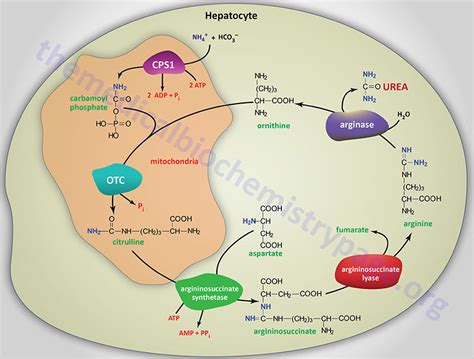 Carbamoyl Phosphate Synthetase 1 Deficiency (CPSD) - The Medical Biochemistry Page