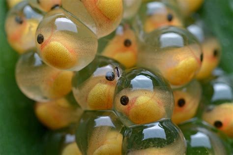 File:Frog eggs.jpg